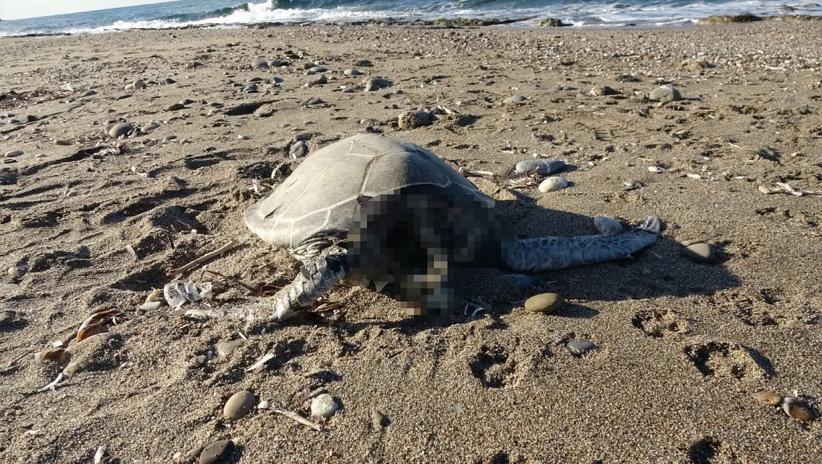 Caretta caretta'lar da canilerin hedefinde