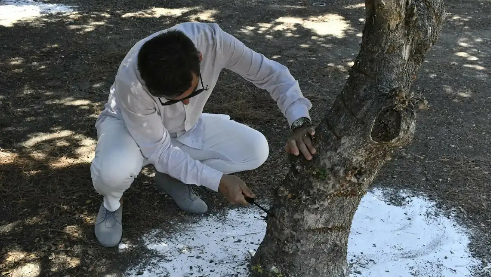 Çeşme'de damla sakızı ağaçlarında ilk hasat 