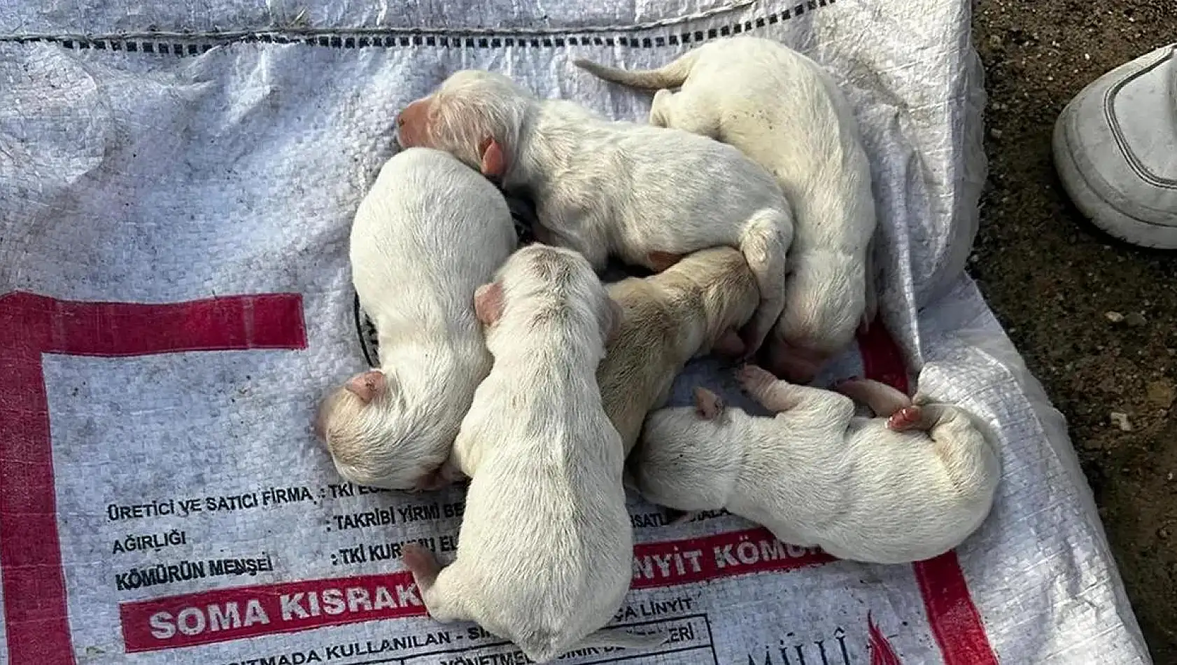 Çöpte bulunan çuvalda 6 köpek yavrusu çıktı