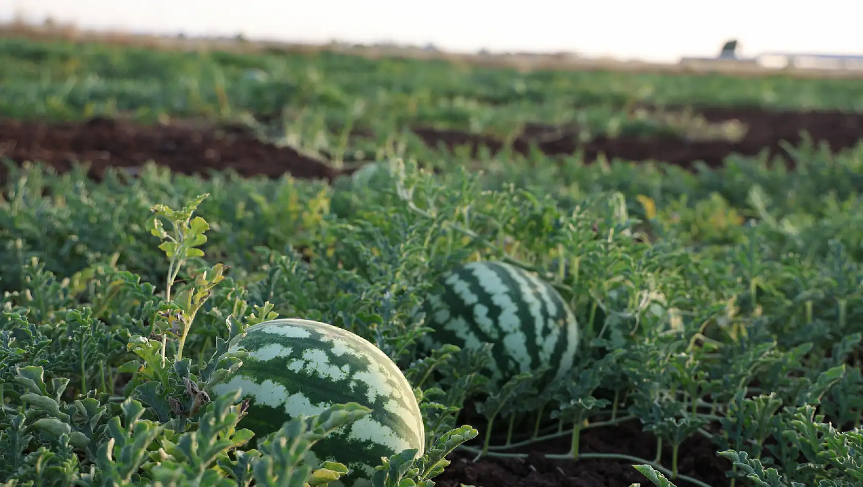 Diyarbakır karpuzunda hasat zamanı