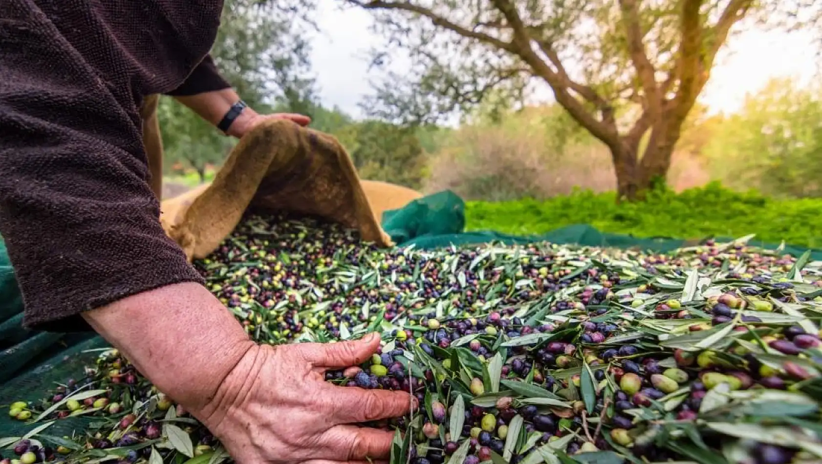 Dünya liderliği hedefi: Sofralık zeytin ihracatında tarihi artış