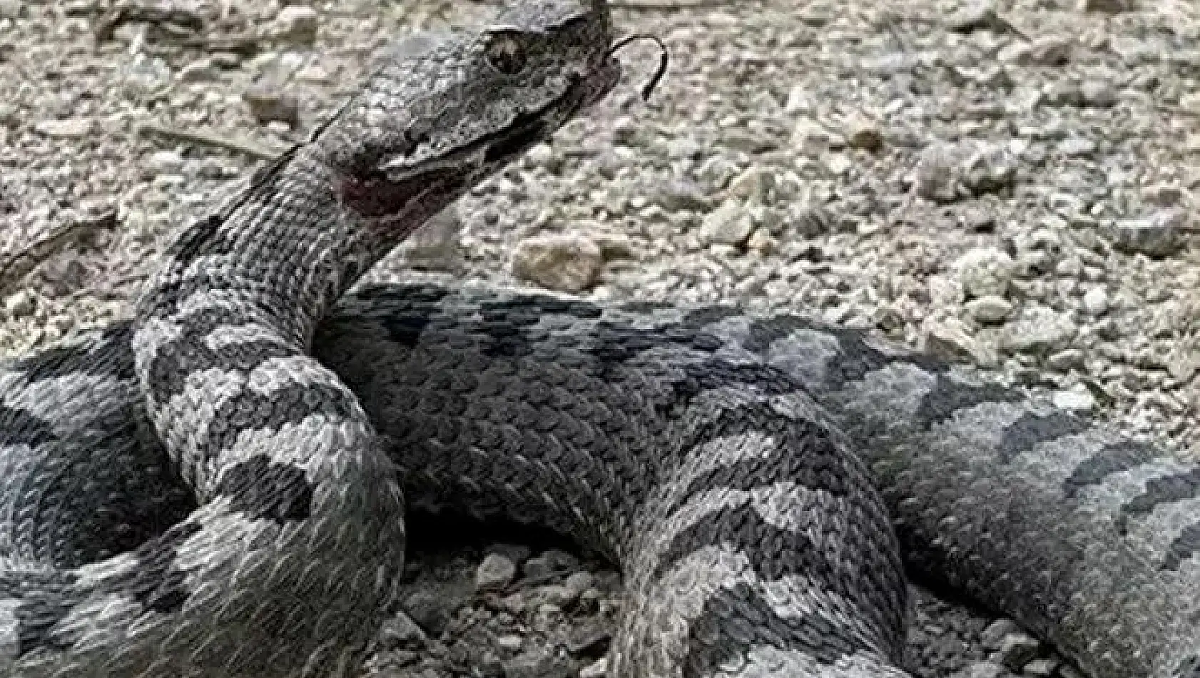 Dünyanın en zehirli yılanı Bolu'da