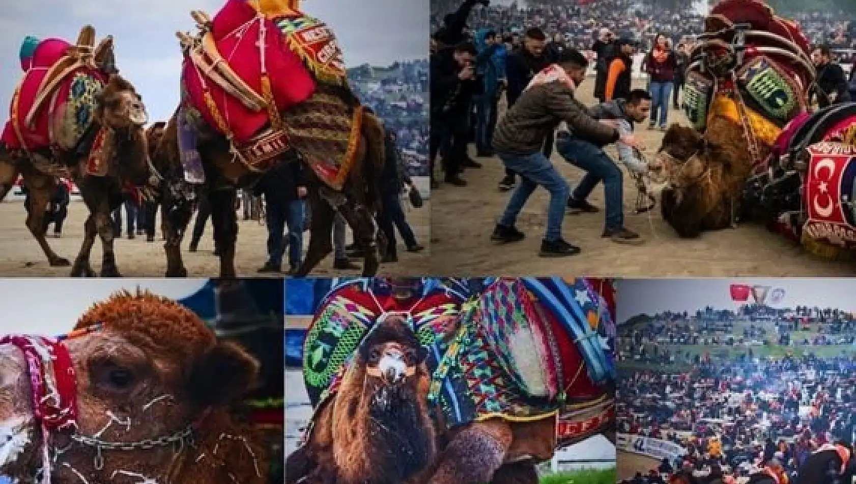 Efes Selçuk Deve Güreşleri Festivali yapıldı, final YAĞMUR’a takıldı!