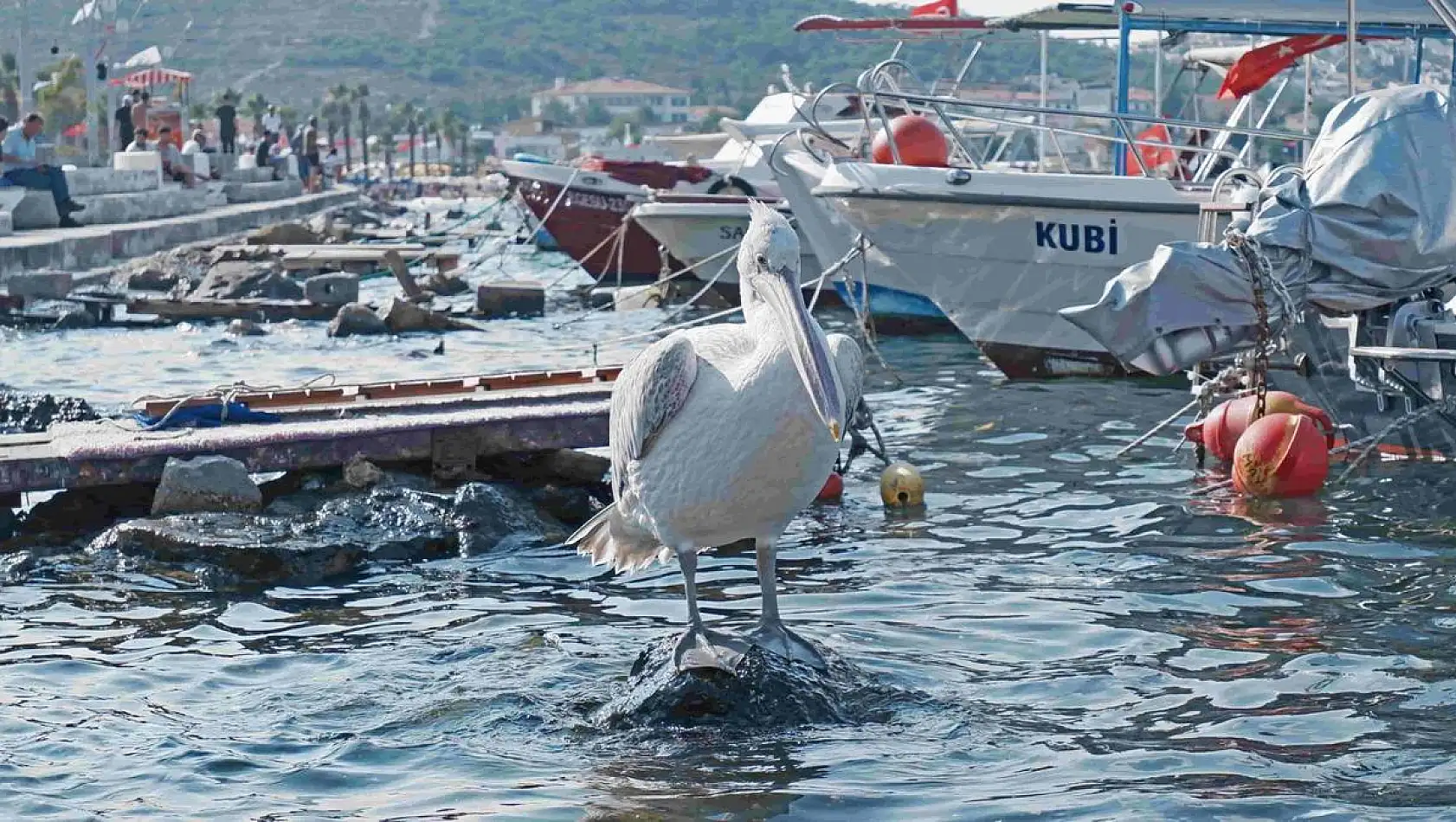 Foça’nın simgesi Tosun’a yoğun ilgi