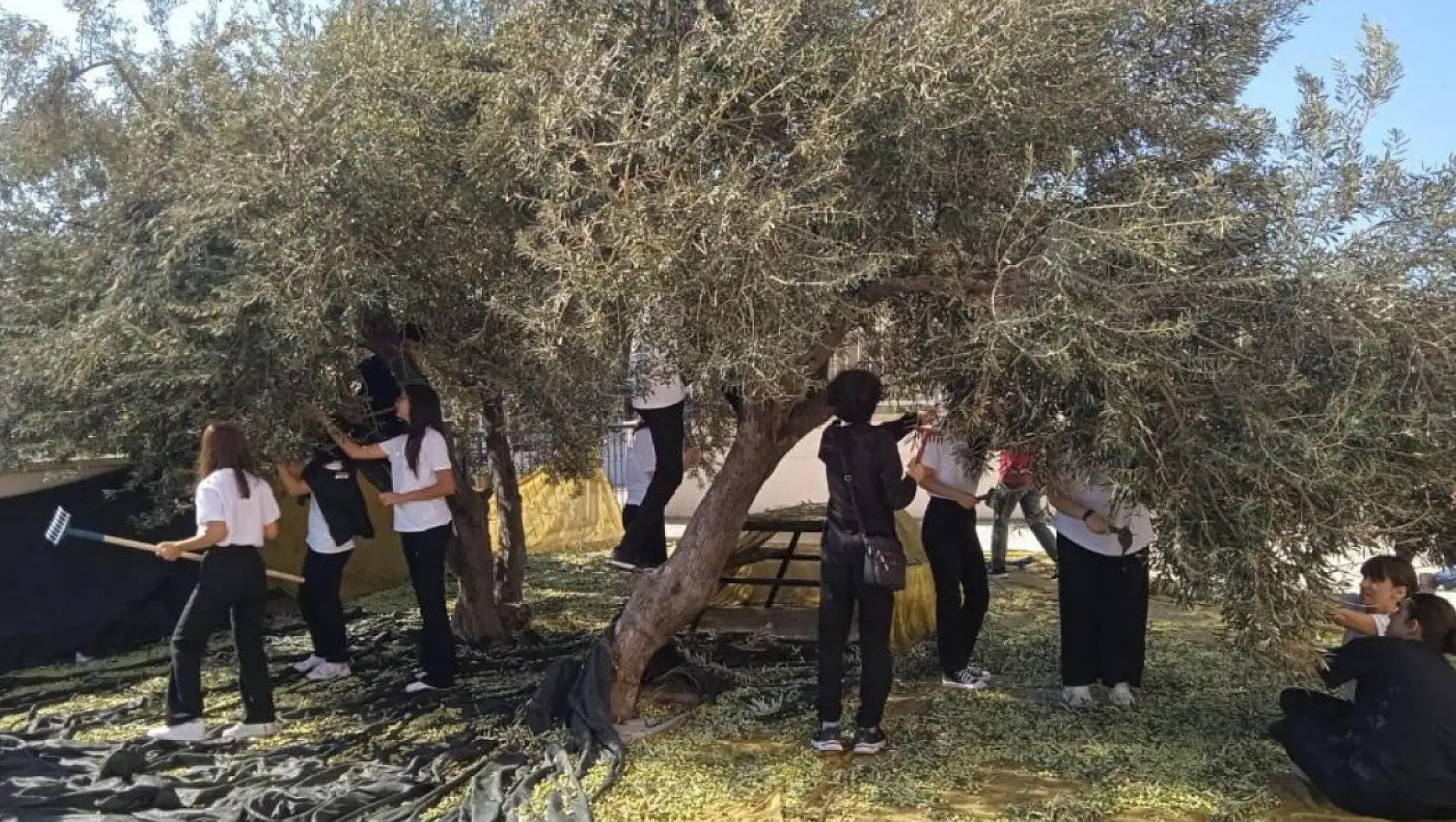 Gençlerin zeytin hasadı: Aliağa'da sürdürülebilir tarım seferberliği!