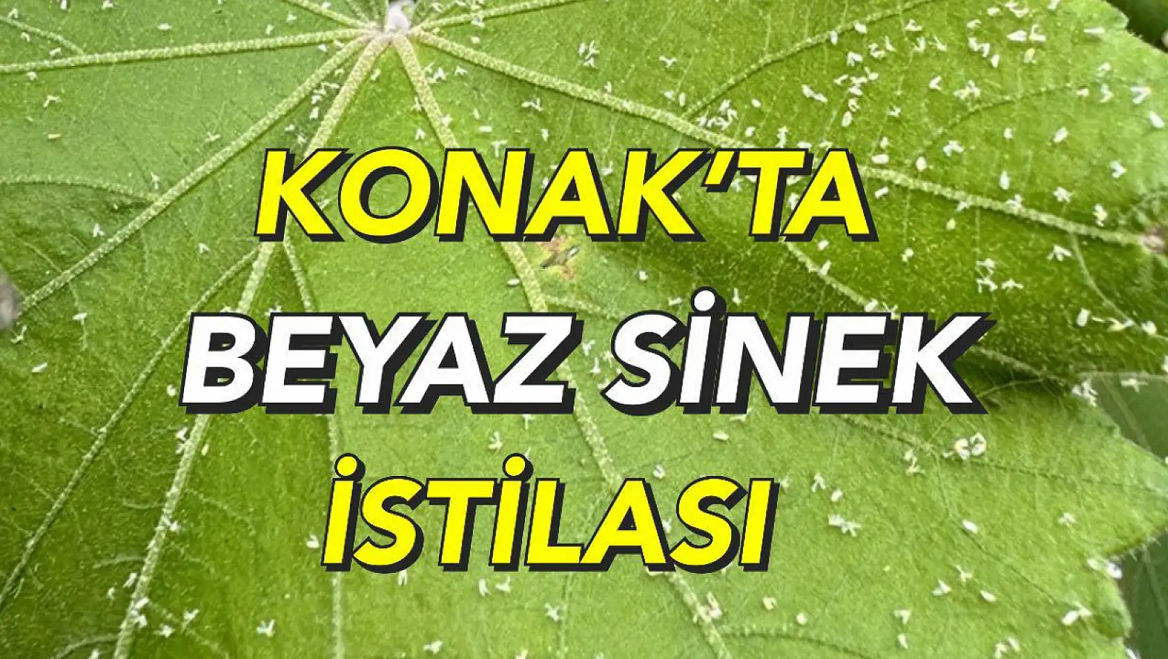 İzmir'de beyaz sinek istilasına tepki!