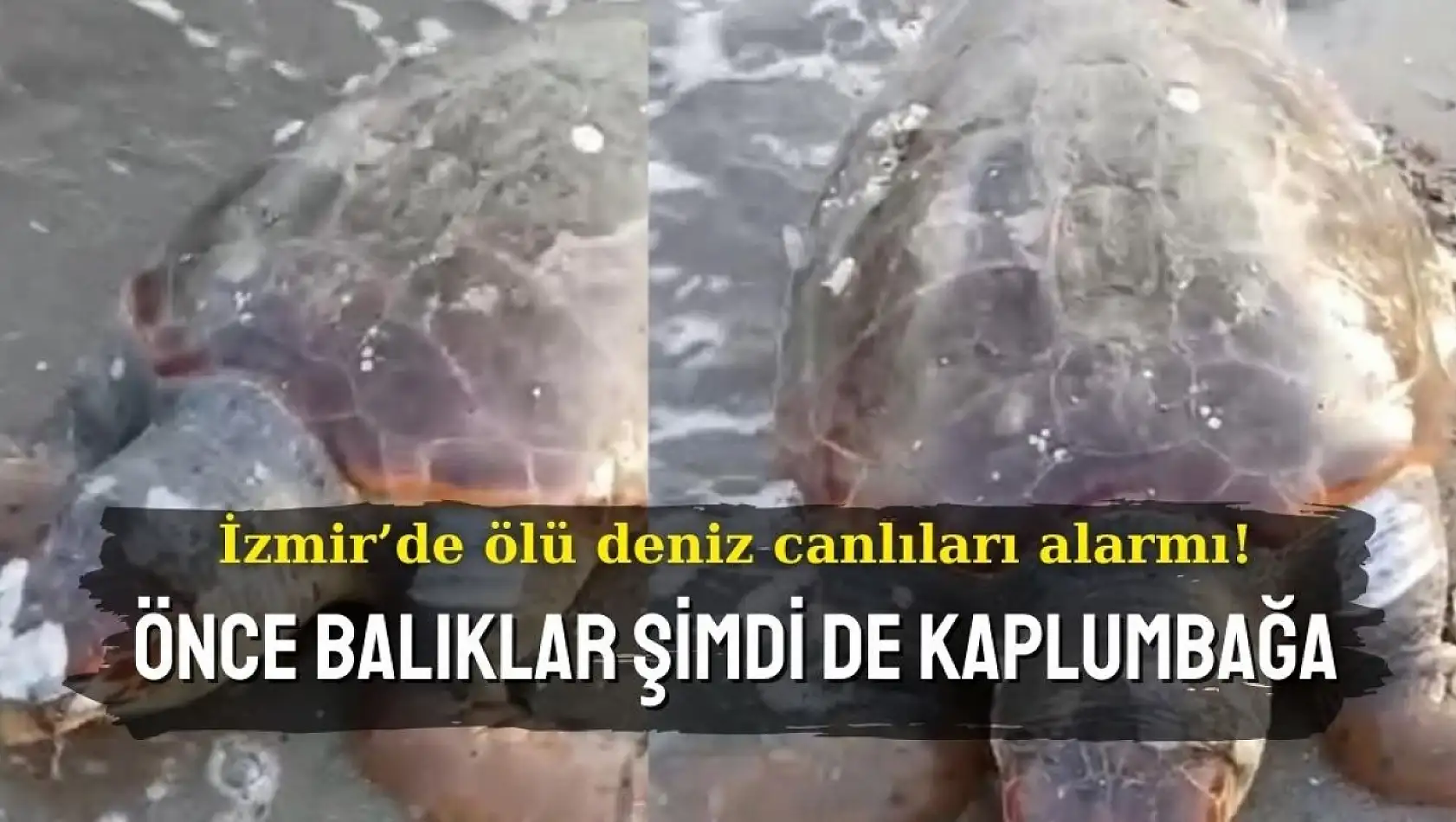 İzmir'de ölü deniz canlıları alarmı: Önce balıklar şimdi de kaplumbağa