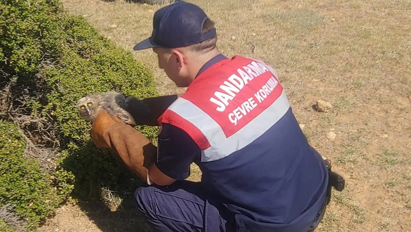 Jandarma tarafından bulunan yaralı baykuş tedavi ediliyor