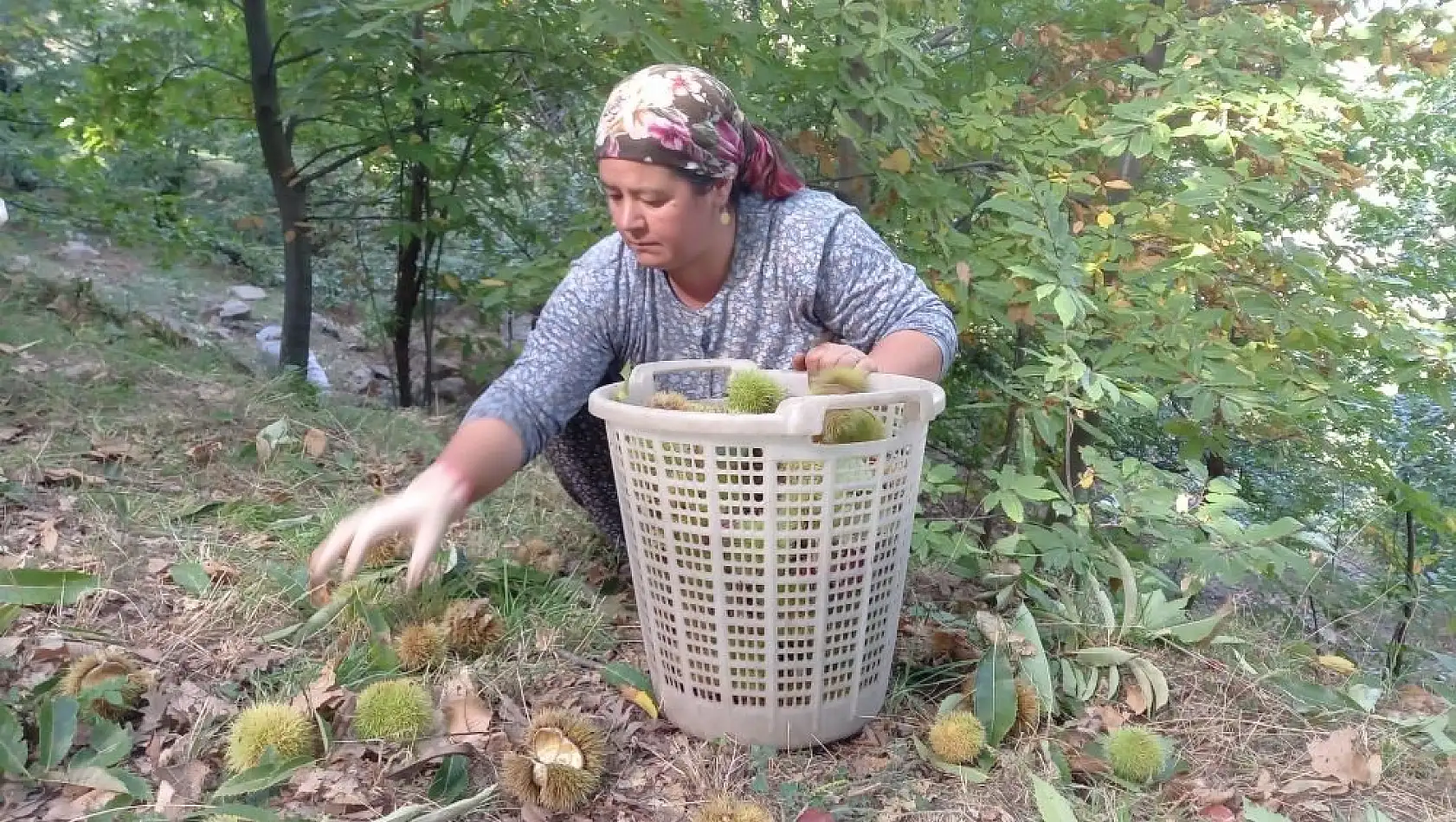 Kestane telaşı başladı!