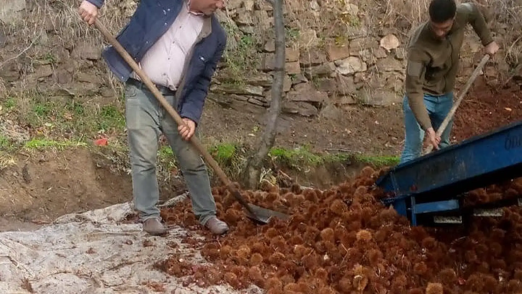 Kestanede verim az, kalite yüksek