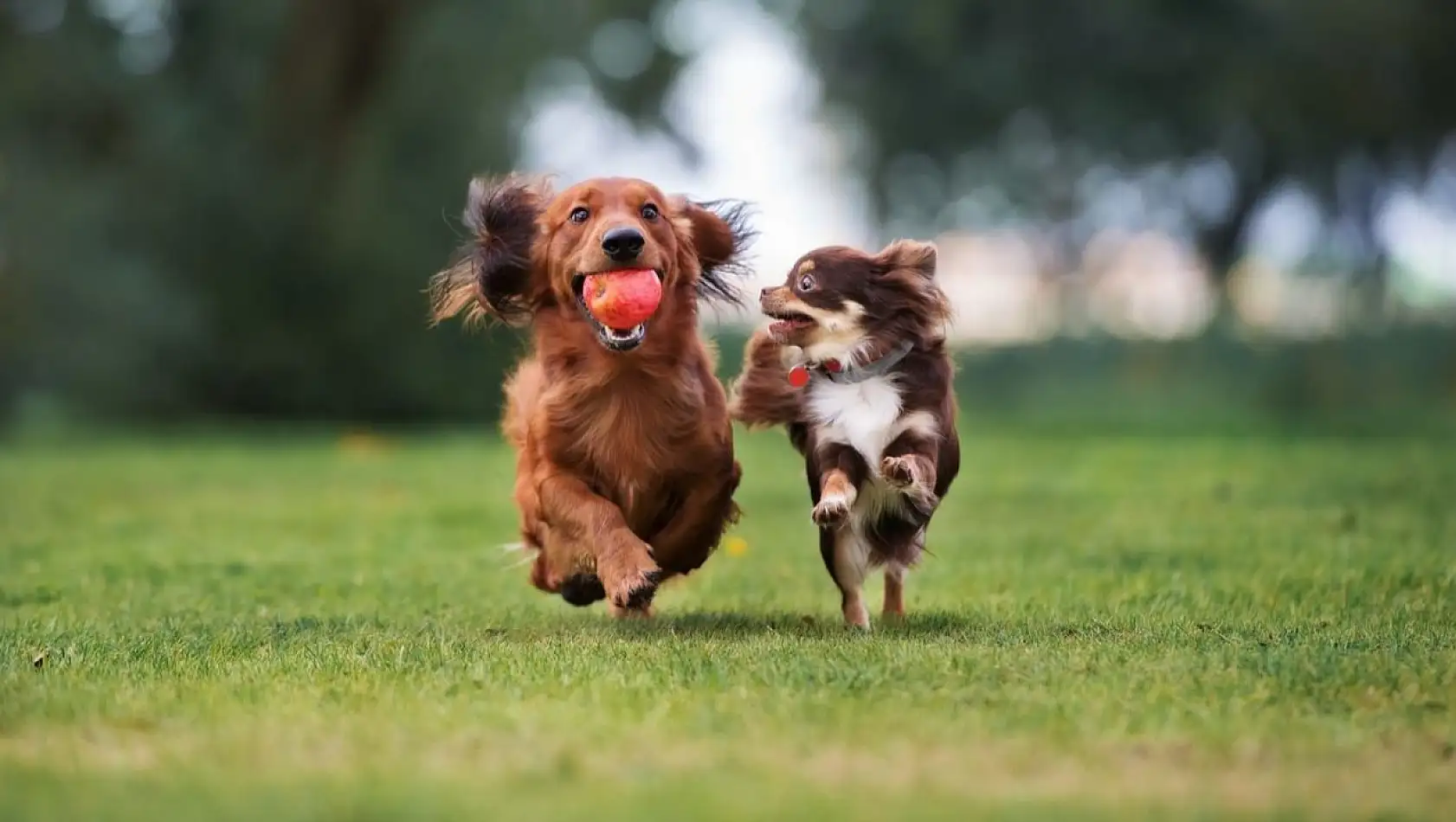 Küçük köpekler büyük köpeklere kıyasla neden daha uzun yaşar?