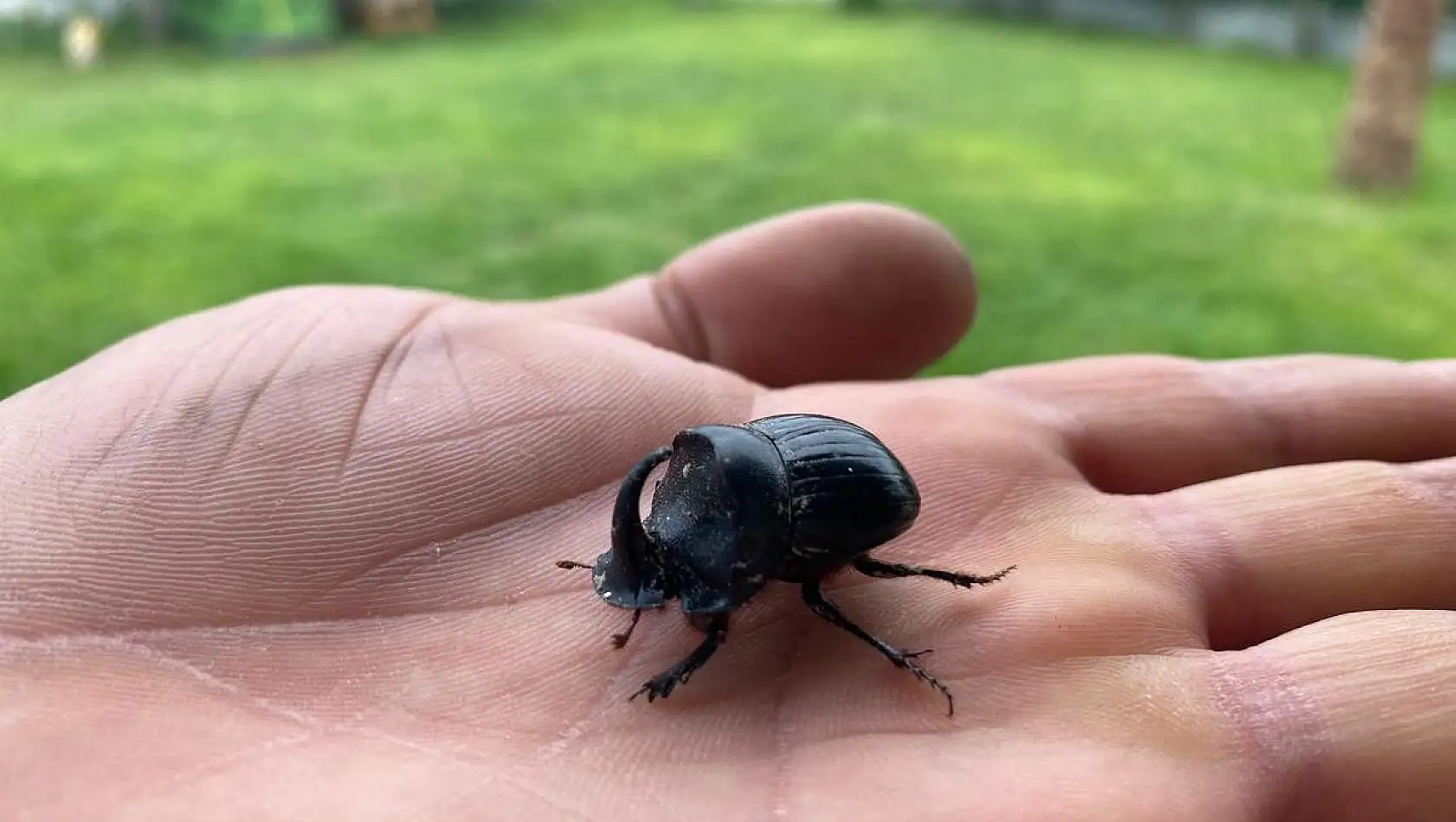 Manisa’da Gergedan Böceği görüldü