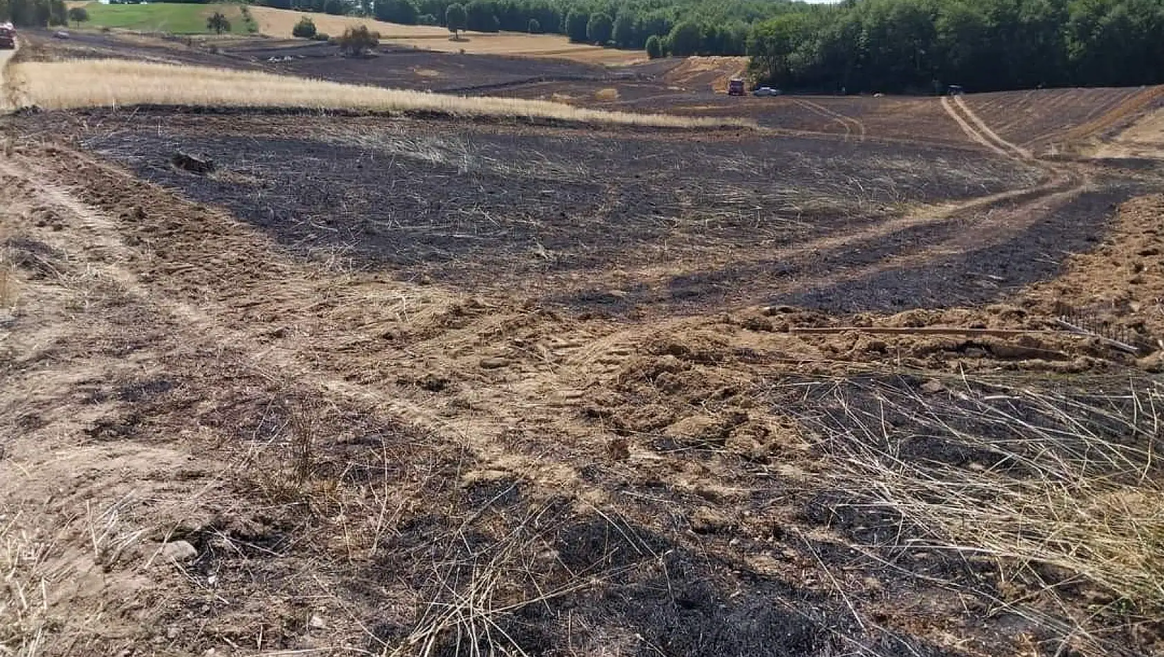 Samsun’da buğday arazisinde yangın: 200 dekar alandaki buğdaylar yandı