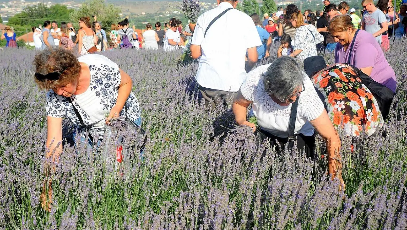 Seferihisar’da lavanta hasadı zamanı