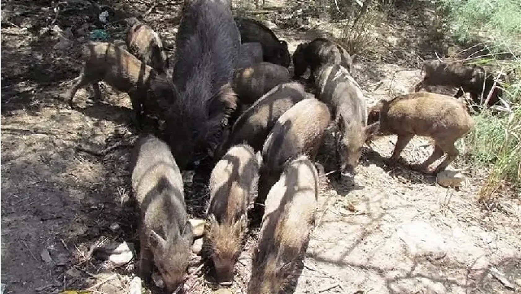 Torbalı çiftçisinin başı domuzlarla dertte