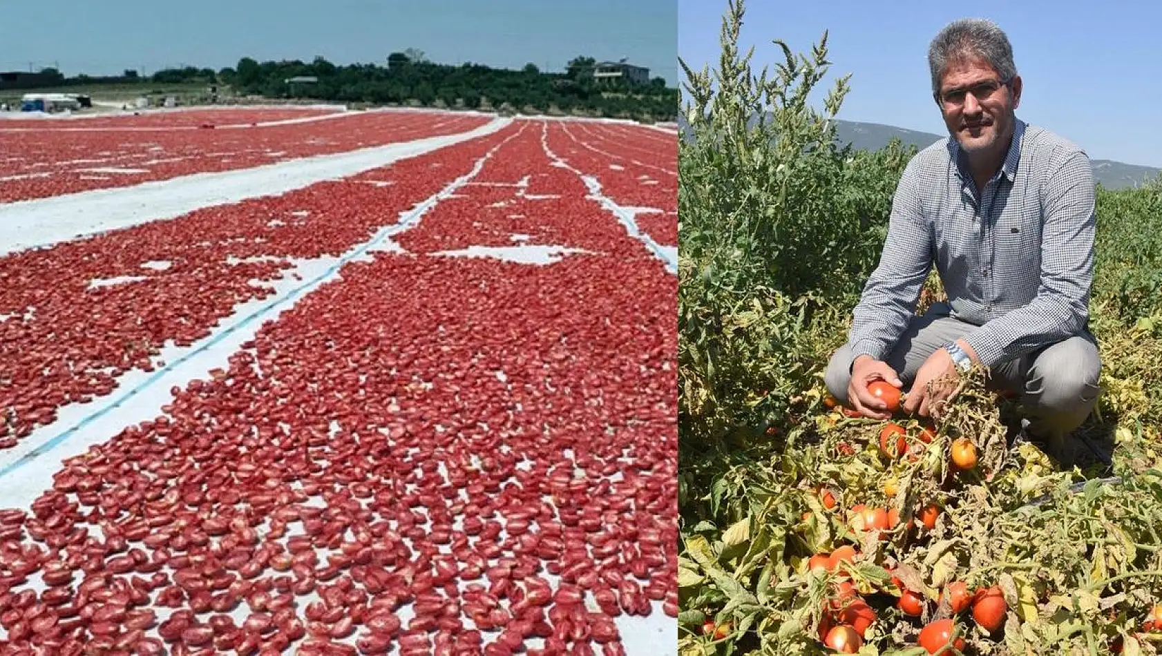 TZO Başkanı Yılmaz Girgin: Domates üreticisi zarar etti