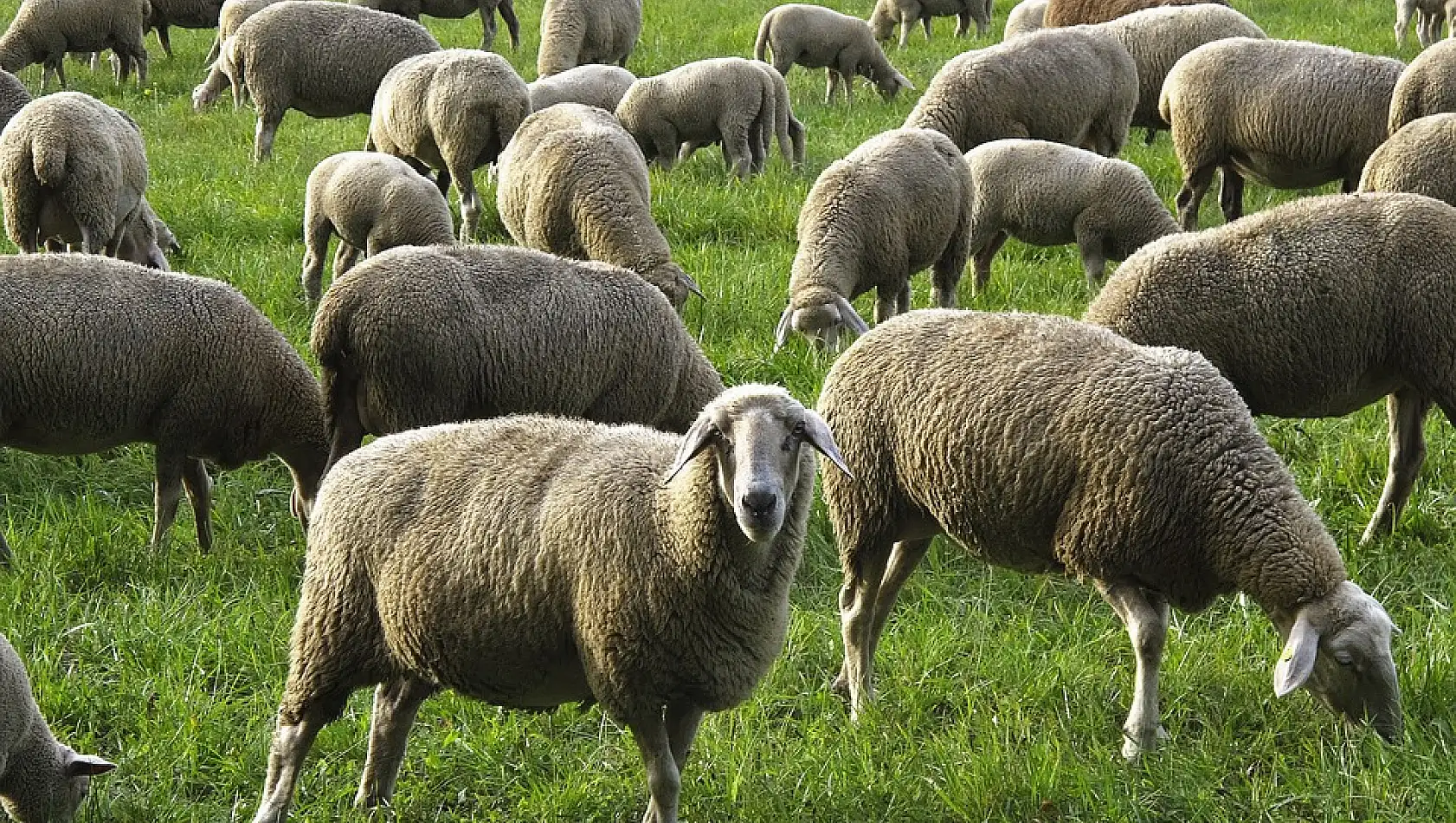 Yüksek maaşa rağmen çobanlık yapmak isteyen kalmadı