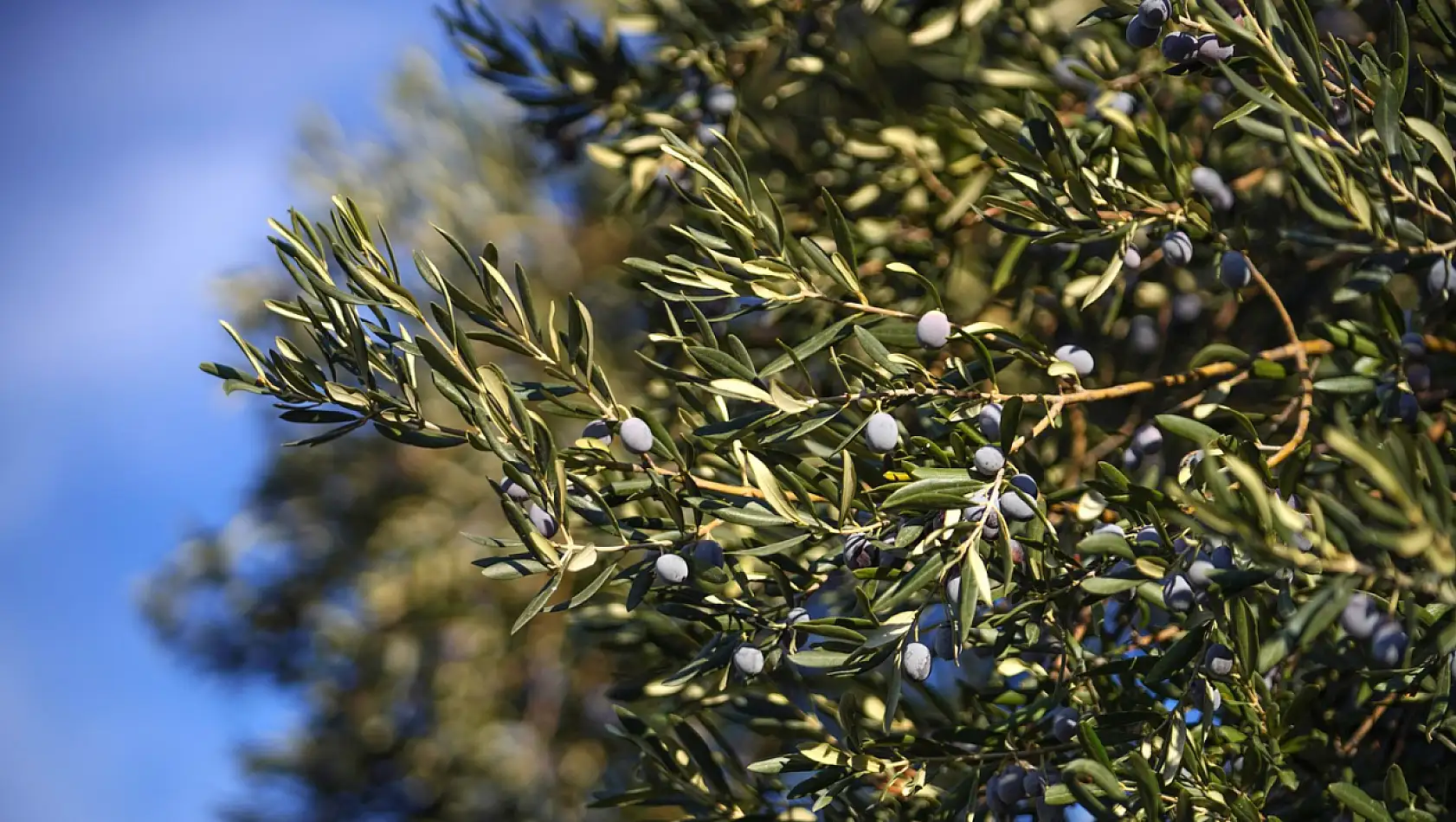 Zeytin hasadının coşkusu Ayvalık'ta yeniden yaşanacak!