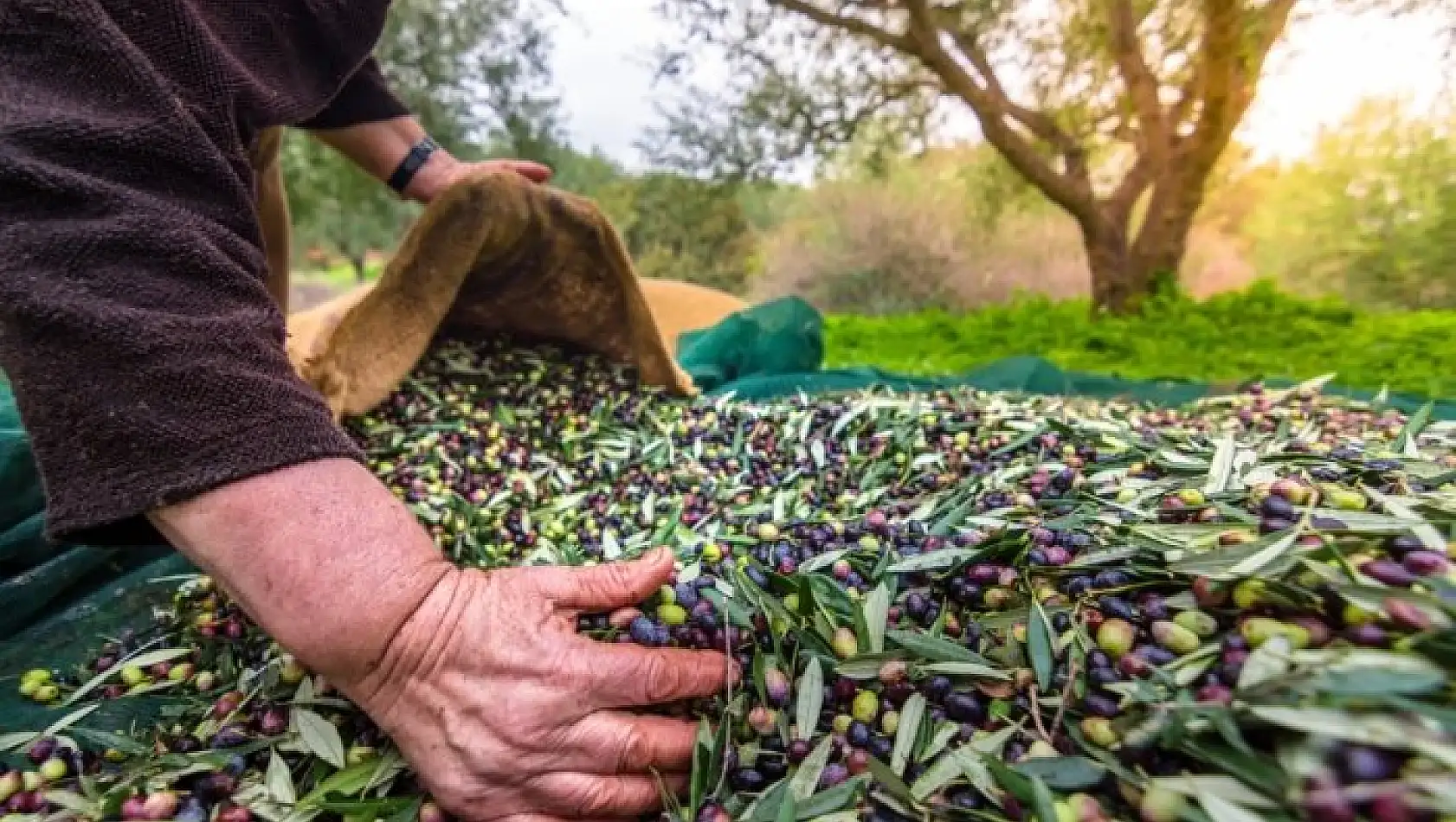 Zeytin ihracatı 100 bin tonu aştı