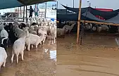 İzmir'de kurban pazarı göle döndü! AK Partili Yıldız'dan belediyeye sert tepki