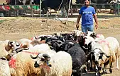 Kurban kesim fiyatları belli oldu: Korsan kasap uyarısı geldi!