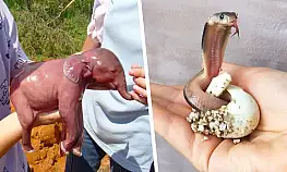 Yetişkinleriyle hiç alakası yok! Bu bebek hayvanları tanıyabilecek misiniz?