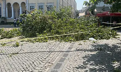 Bina yıkıldı sandılar: Kemeraltı'ndaki asırlık çınar devrildi!