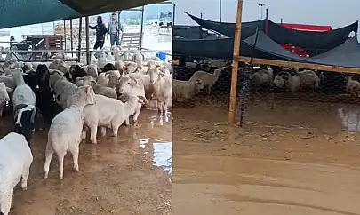 İzmir'de kurban pazarı göle döndü! AK Partili Yıldız'dan belediyeye sert tepki