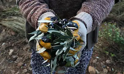 Urla'da bu imza çok konuşulacak: Zeytinlikler artık onların!