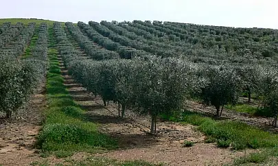 Zeytinlik yatırımı yapmak isteyenlere fırsat: Milyonluk zeytin bahçeleri satışa çıkacak!