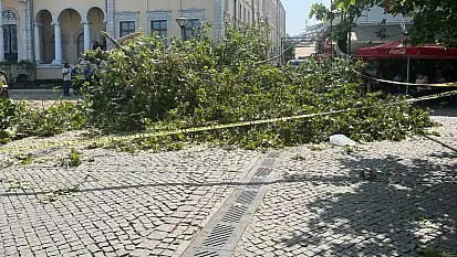 Bina yıkıldı sandılar: Kemeraltı'ndaki asırlık çınar devrildi!