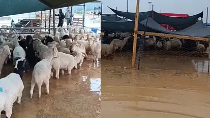İzmir'de kurban pazarı göle döndü! AK Partili Yıldız'dan belediyeye sert tepki