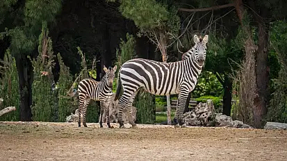 İzmir'in bu parkında hayat fışkırıyor!