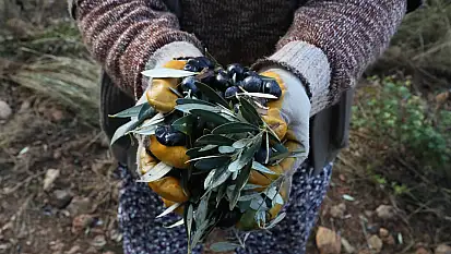 Urla'da bu imza çok konuşulacak: Zeytinlikler artık onların!