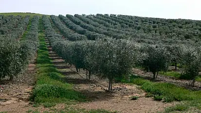 Zeytinlik yatırımı yapmak isteyenlere fırsat: Milyonluk zeytin bahçeleri satışa çıkacak!