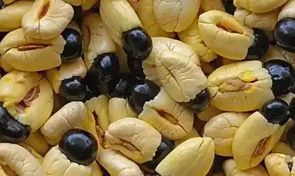 Bu meyve şifa da getiriyor ölüm de: İşte Ackee!