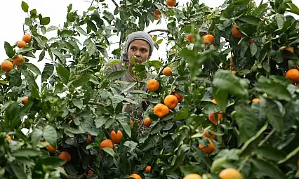 Coğrafi işaretli havran mandalinası, Avrupa'nın yeni gözdesi