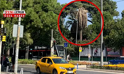 Kültürpark'taki palmiyeler neden sarardı?