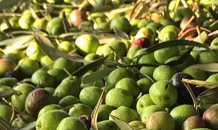 Zeytin üreticileri dikkat! 'Ekonomik kayba yol açabilir'