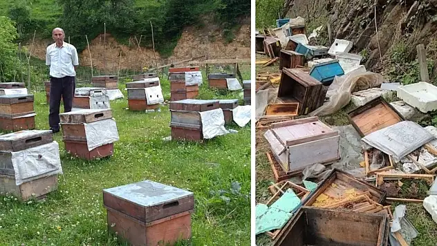 Ayı saldırıları arıcıları tedirgin etmeye devam ediyor