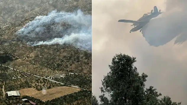 Bayındır'daki zeytinlik alanda yangın çıktı!