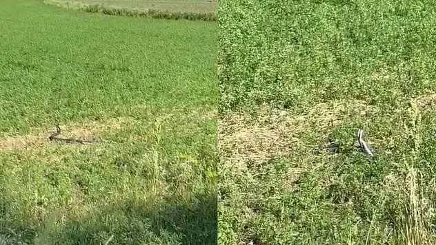 Bingöl'de 2 metrelik yılanların çiftleşme dansı kamerada