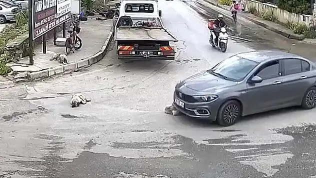 Bornova'da araç sürücüsü yolda yatan köpeği ezdi, durmadan devam etti!