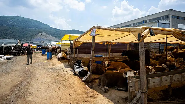 Bornova'da Kurban Pazarı göreni şaşırtıyor