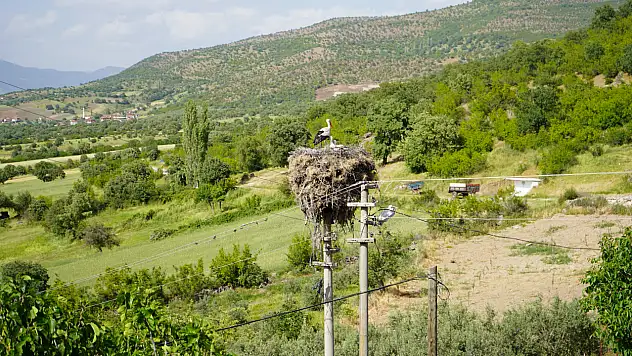 Bu leylek çeyrek asırdır aynı yuvada yaşıyor
