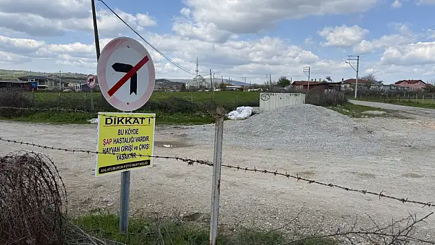 Çanakkale'nin Çan ilçesinde şap alarmı: Bir köy daha karantinada