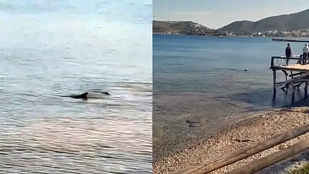 Datça'da kıyıya yaklaşan köpek balıkları paniğe yol açtı!