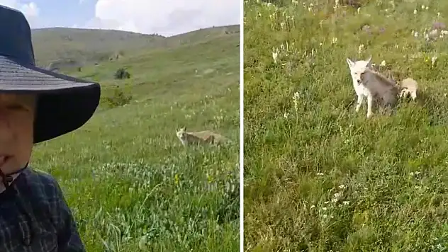 Doğada sıradışı yol arkadaşlığı: O anlar kamerada
