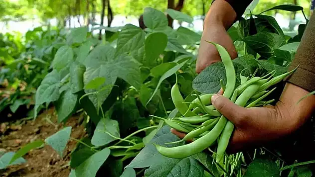 En çok hangi gıda pahalandı? Ticaret Odası verileri açıkladı