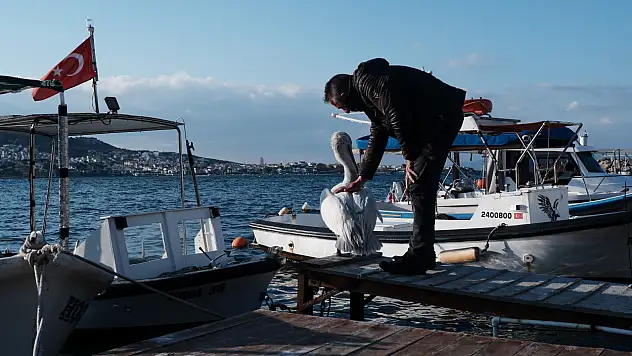 Foça'nın sevilen maskotu pelikan Tosun geri döndü!